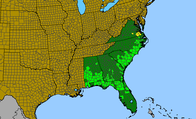 The range of Justicia ovata var. ovata